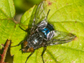 Calliphora vicina
